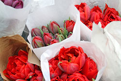 Blumen und Pflanzen müssen gekühlt transportiert werden