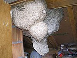 ein riesiges Wespennest auf dem Dachboden im Rhein-Main Gebiet