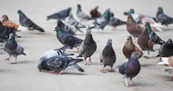 Tauben im Rhein-Main Gebiet