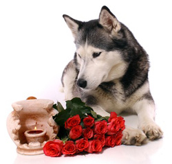 trauernder Hund mit Urne